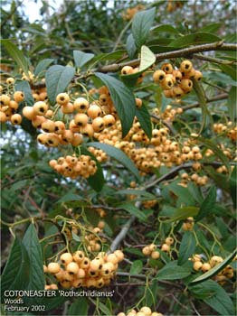 Cotoneaster